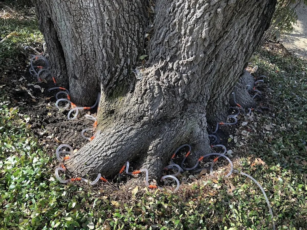Detailed Tree Cabling and Bracing job site in Papaaloa